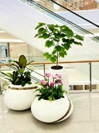 杭州湾花卉租摆维护-鄞州绿植租摆公司-北仑室内植物出租-江北花木租赁品牌